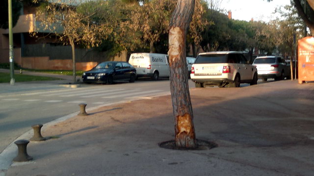 Pino situado al lado de la rotonda ubicada en el crece de la avenida del mar y la calle dels Tellinaires de Gav� Mar, escenario de un accidente mortal de un veh�culo el 22 de marzo de 2013